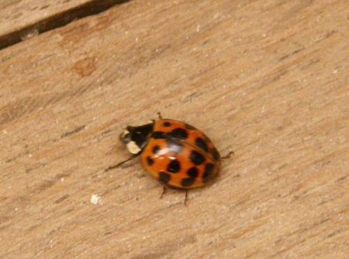 Harmonia axyridis