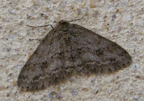 Réf. 83 185 : Ectropis crepuscularia