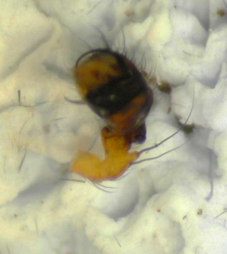 Hypsosinga heri