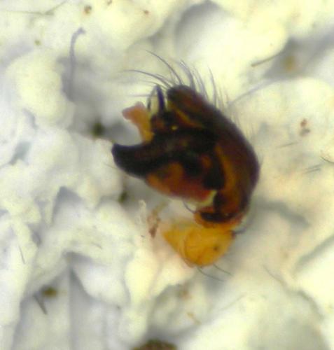 Hypsosinga heri