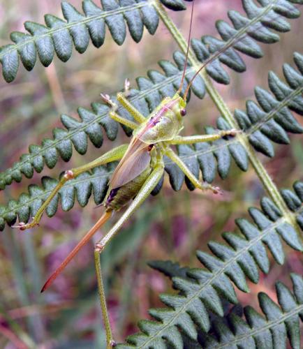 Tettigonia viridissima