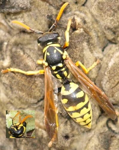 Polistes dominula