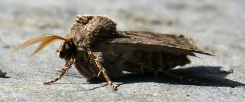 Agrotis bigramma