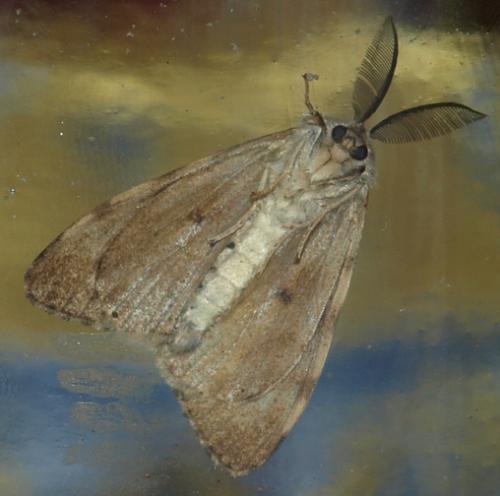 Lymantria dispar