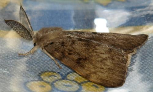 Lymantria dispar