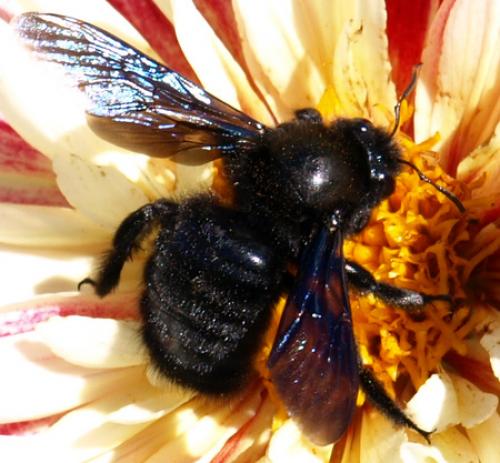 Réf. 83 329 : Xylocopa violacea