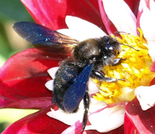 Xylocopa violacea