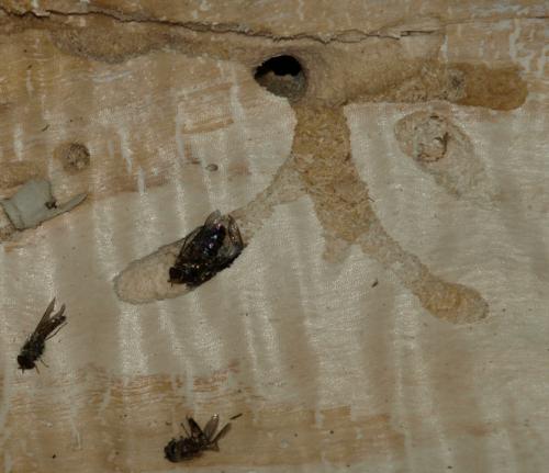 Ectemnius guttatus