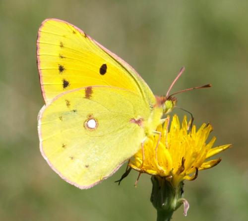 Colias croceus