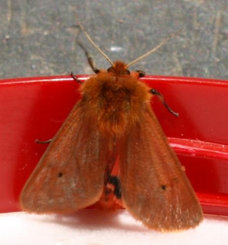 Phragmatobia fuliginosa