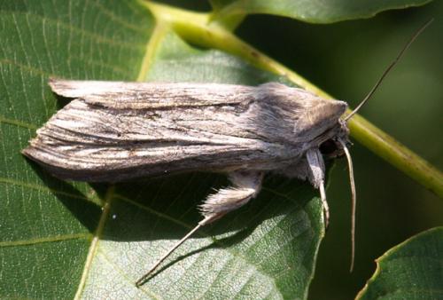 Cucullia umbratica