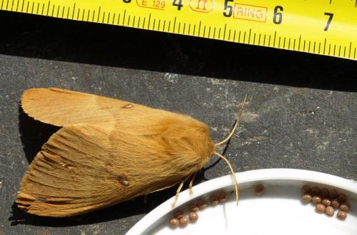 Lasiocampa quercus