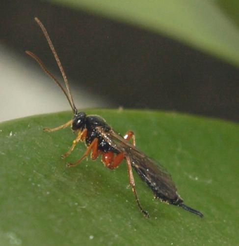 Réf. 83 871 : Apechthis compunctor