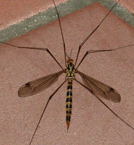 Nephrotoma flavipalpis