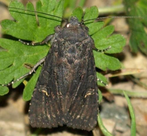 Aporophyla nigra