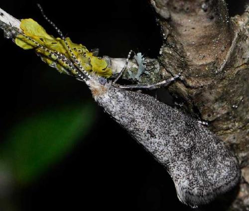 Phrealcia eximiella