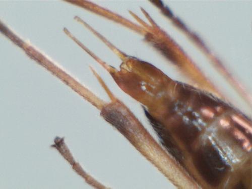 Mesochorus sp.