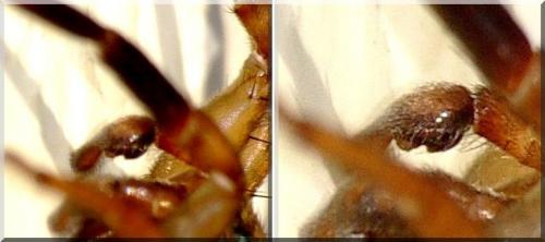 Trochosa terricola