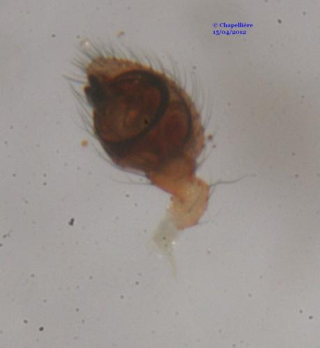 Paidiscura pallens