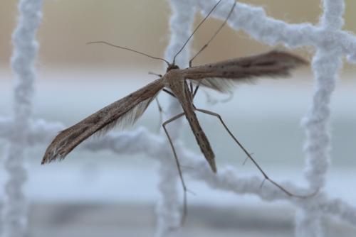 Stenoptilia sp.