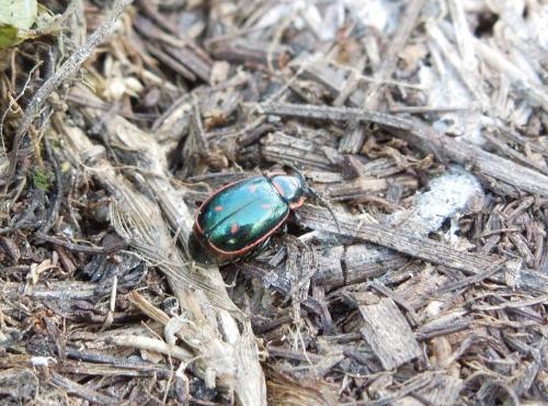 Oedionychis cincta