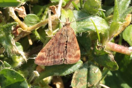 Pyrausta despicata