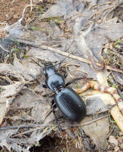 Pterostichus globosus ebenus