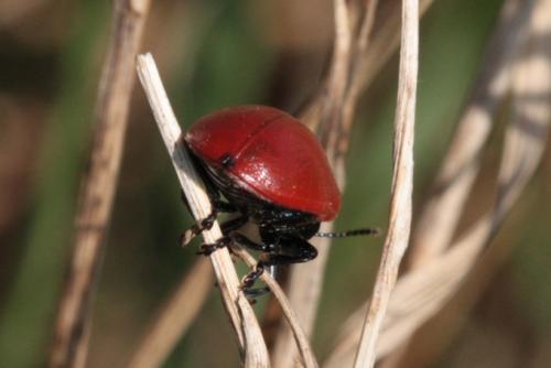 Chrysomela populi