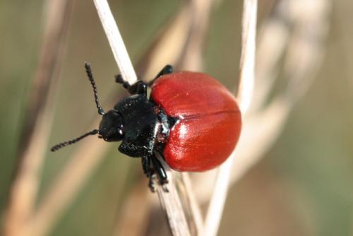Chrysomela populi