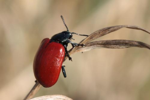 Chrysomela populi