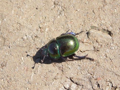 Réf. 83 746 : Trypocopris pyrenaeus
