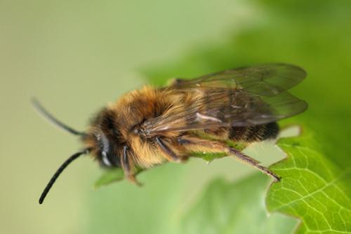 Andrena nigroaenea
