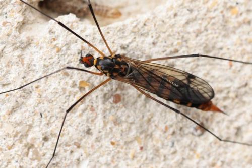 Réf. 83 413 : Nephrotoma crocata