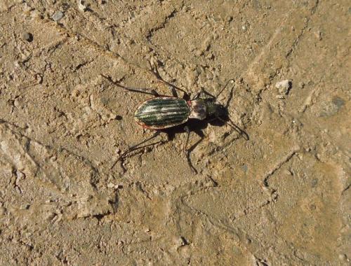 Carabus lineatus leonensis