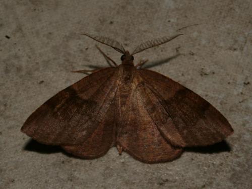 Réf. 83 774 : Plagodis pulveraria