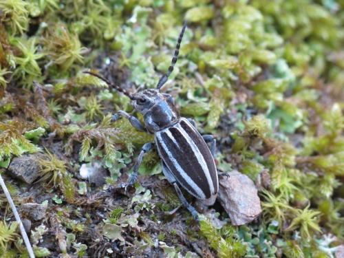 Réf. 83 776 : Iberodorcadion molitor