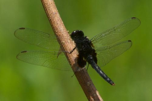 Erythemis sp.
