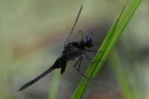 Erythemis sp.