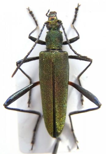 Réf. 83 308 : Donaciolagria malgorzatae