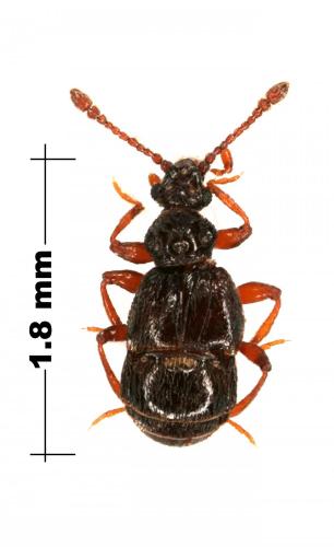 Réf. 83 225 : Brachygluta fossulata