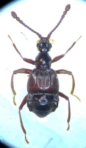 Tyrus mucronatus