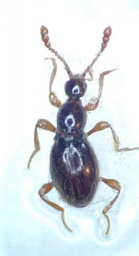 Scydmaenus tarsatus