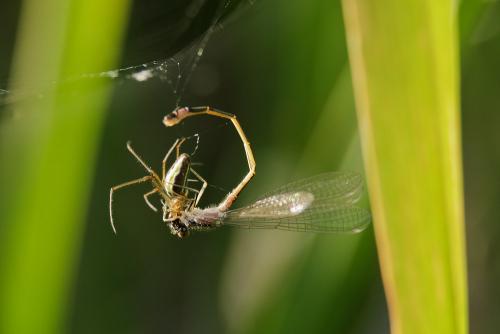 Ischnura elegans