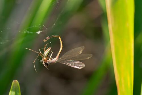 Ischnura elegans