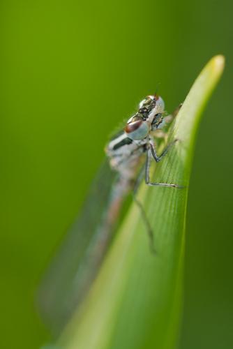 Coenagrion puella