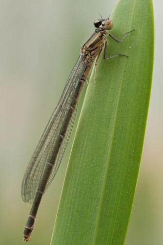 Réf. 83 546 : Coenagrion puella