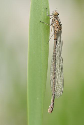 Coenagrion puella