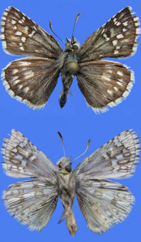 Réf. 83 301 : Pyrgus carthami
