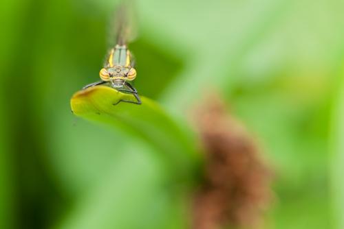 Pyrrhosoma nymphula