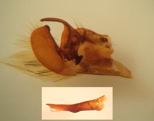 Réf. 83 290 : Pyrgus cirsii
